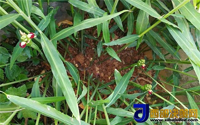 1508989635421496.jpg 1.jpg