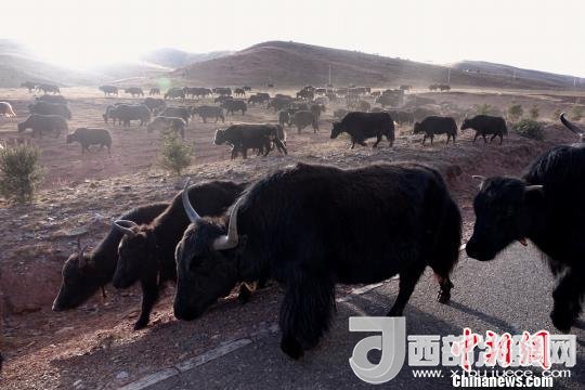 西藏每年存欄約420萬頭牦牛，牦牛產(chǎn)業(yè)發(fā)展是推動(dòng)西藏畜牧業(yè)可持續(xù)發(fā)展和農(nóng)牧民脫貧致富的重要產(chǎn)業(yè)。圖為西藏牦牛?！O翔 攝