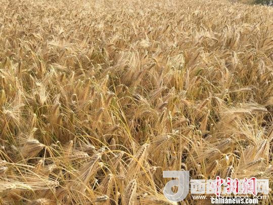 2017年西藏青稞種植面積達(dá)210多萬畝，占糧食播種面積的75%。圖為成熟期的青稞。　王玉林 攝