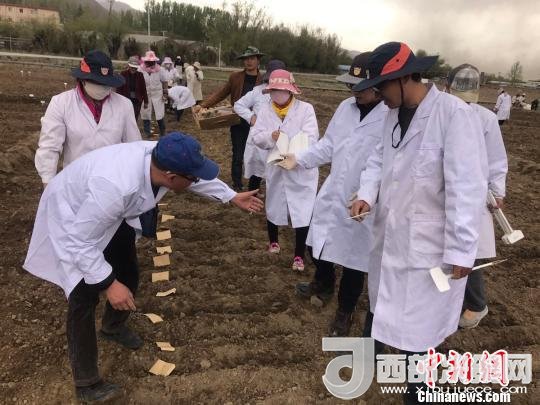 圖為研究員實(shí)地調(diào)研青稞生長土壤。　王玉林 攝