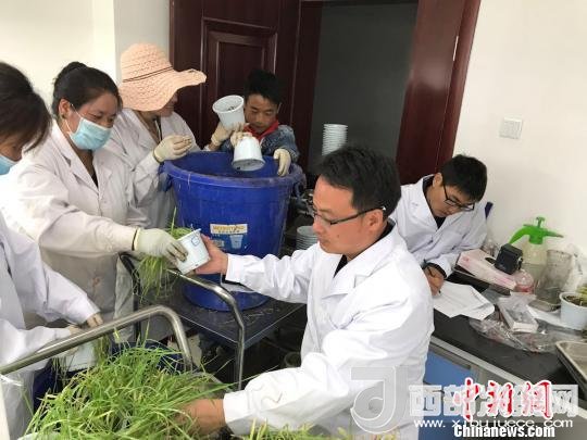 圖為研究員正在調(diào)查青稞感染白粉病情況?！⊥跤窳?攝