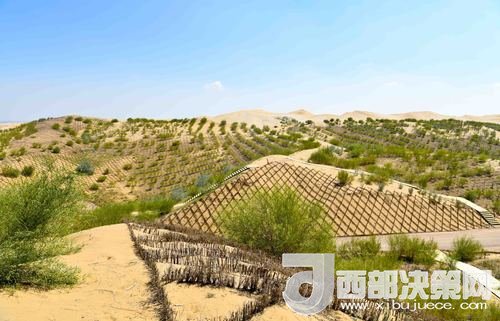 達(dá)拉特旗庫布其沙漠染綠。吳勇攝