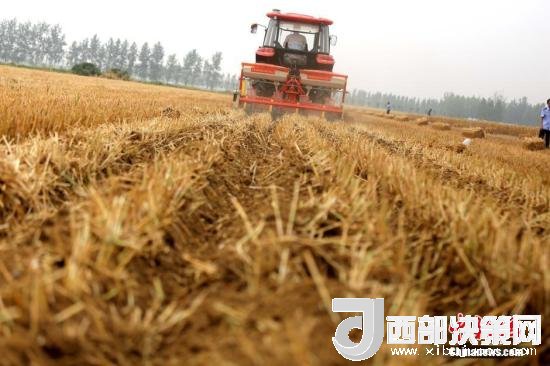 資料圖：收割機(jī)進(jìn)行機(jī)械化收割。<a target='_blank'  data-cke-saved- >中新社</a>記者 王中舉 攝