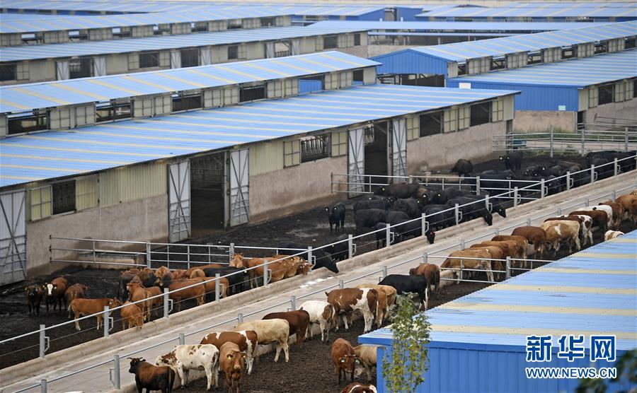 （壯麗70年·奮斗新時代——共和國發(fā)展成就巡禮·圖文互動）（11）生態(tài)美、百姓富——品讀嶄新“寧夏畫卷”