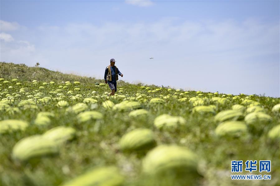 （壯麗70年·奮斗新時代——共和國發(fā)展成就巡禮·圖文互動）（4）生態(tài)美、百姓富——品讀嶄新“寧夏畫卷”