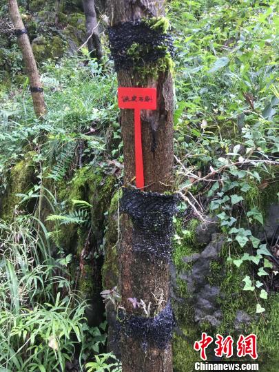 貴州同威生物科技有限公司鐵皮石斛種植?！≈軏?攝