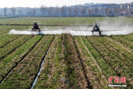 2月20日，南京湖熟街道現(xiàn)代農(nóng)業(yè)示范園區(qū)內(nèi)，工作人員駕駛自走式噴霧機(jī)給小麥噴灑除草劑。泱波 攝