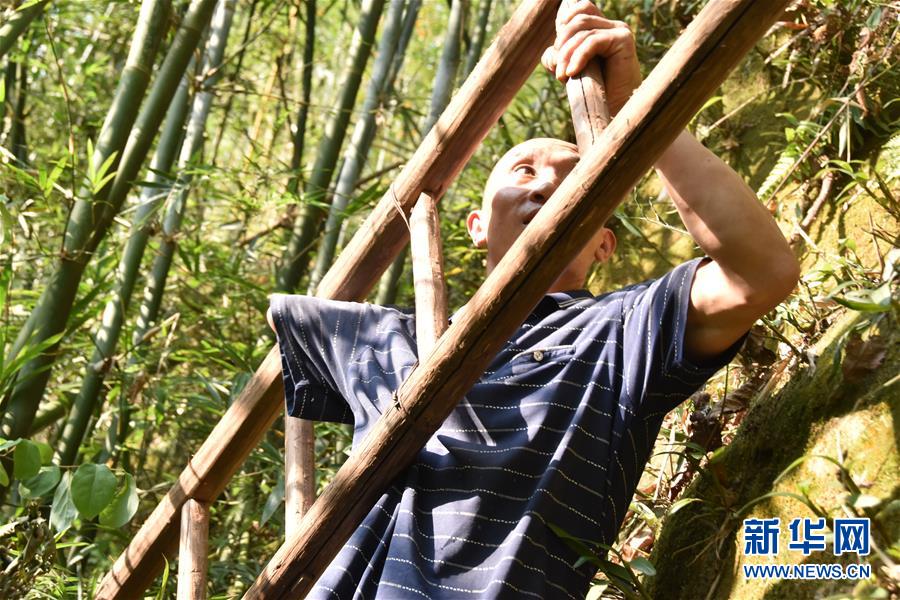 (新華全媒頭條·圖文互動(dòng))(12)刺梨花開滿山紅——記在貴州脫貧攻堅(jiān)一線奮斗的殘疾人