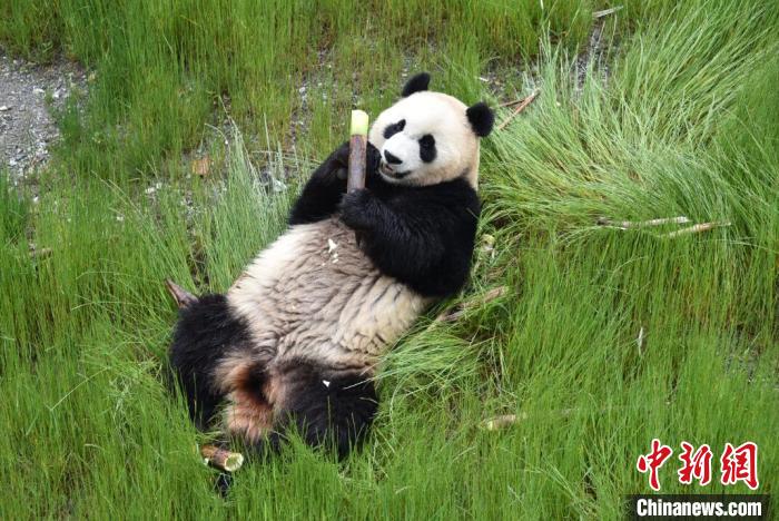 九寨溝熊貓園里的大熊貓?！【耪瘻峡h委宣傳部提供 攝