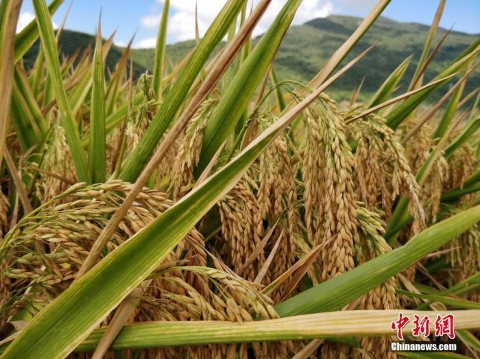 水稻資料圖。<a target='_blank'  data-cke-saved- >中新社</a>記者 王曉斌 攝