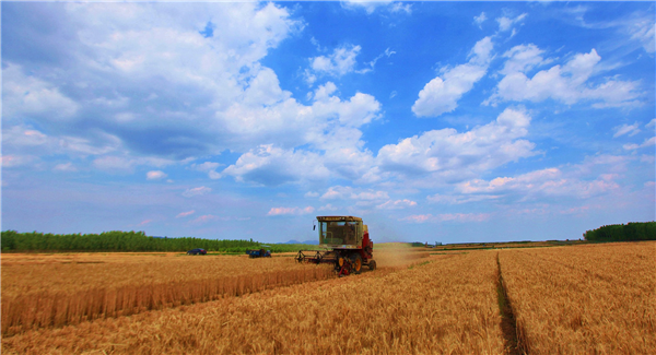 支持大荔縣韋林鎮(zhèn)夏糧收購(gòu)現(xiàn)場(chǎng)