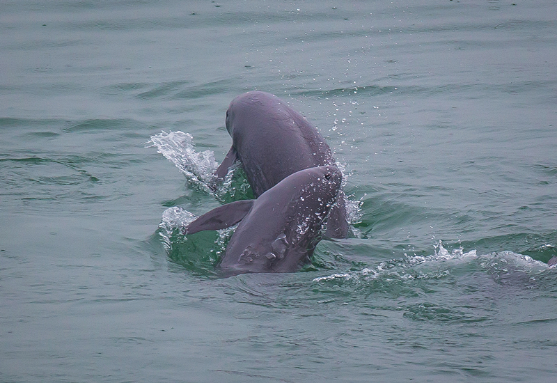 2021年5月10日，在湖北省宜昌市江邊，長江江豚在水中嬉戲。