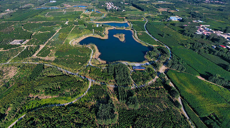 這是2022年9月6日拍攝的雄安新區(qū)千年秀林。